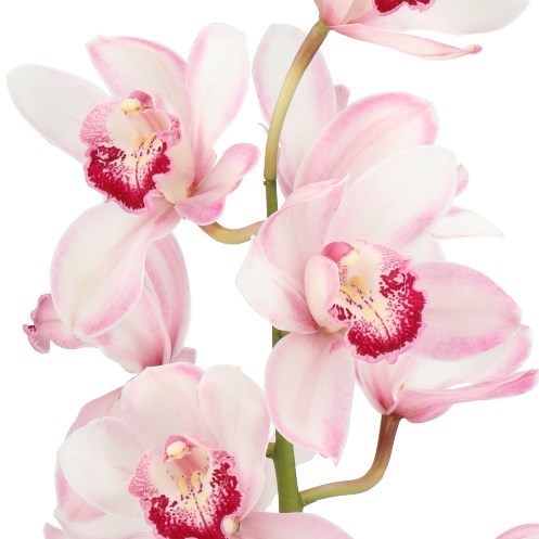 Cymbidium Orchid Jill