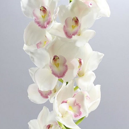 Cymbidium Orchid Kilimanjaro