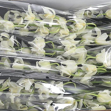 Cymbidium Orchid Klazina De Wit