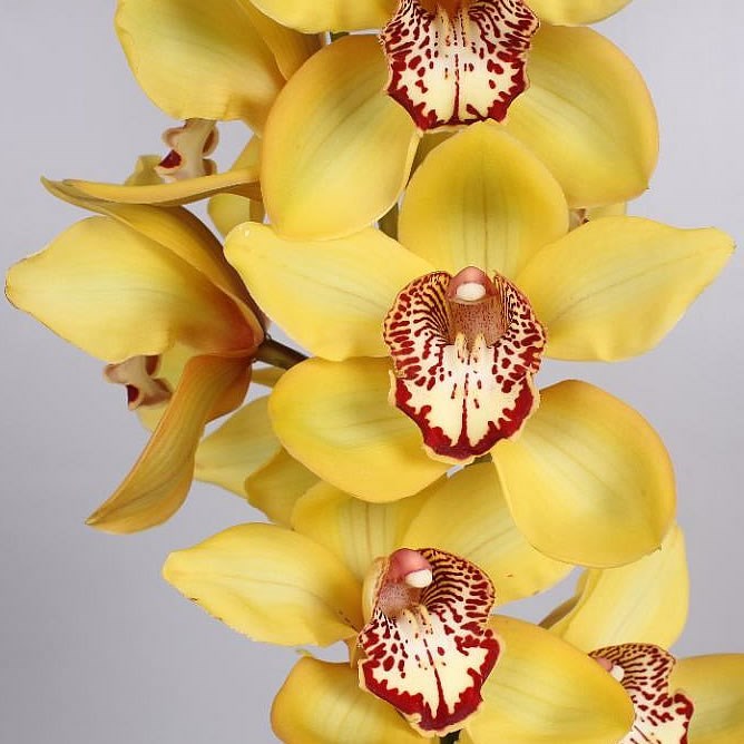 Cymbidium Orchid La Vie Stella