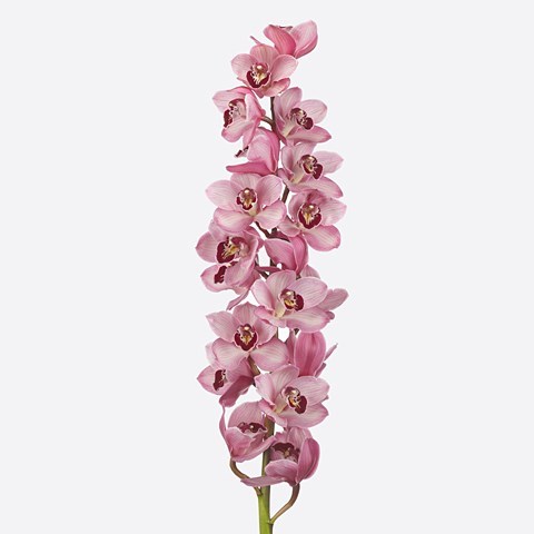Cymbidium Orchid Lazise