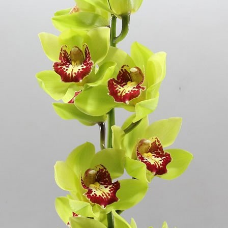 Cymbidium Orchid Lightning