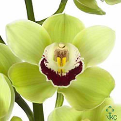 Cymbidium Orchid Limones
