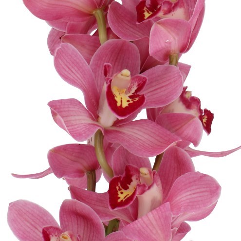 Cymbidium Orchid Lipstick
