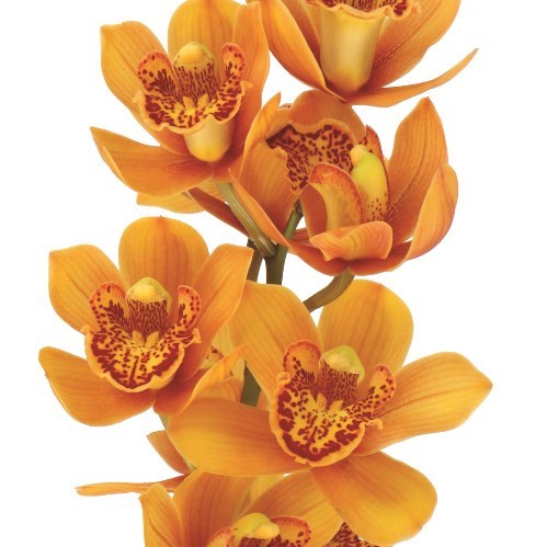 Cymbidium Orchid Majolica