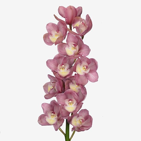 Cymbidium Orchid Marita