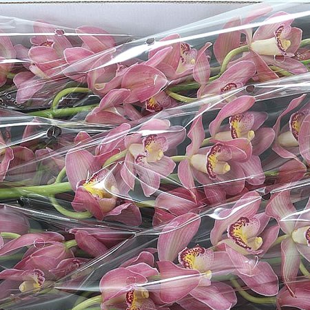 Cymbidium Orchid Marshmallow (Extra)