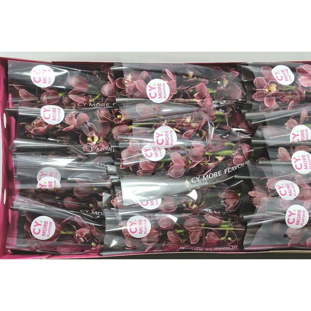 Cymbidium Orchid Mini Madelon