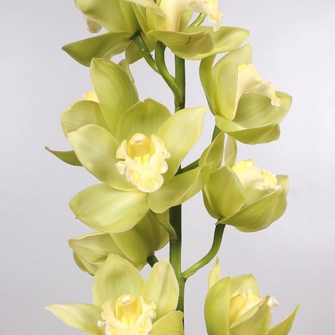 Cymbidium Orchid Mint Ice
