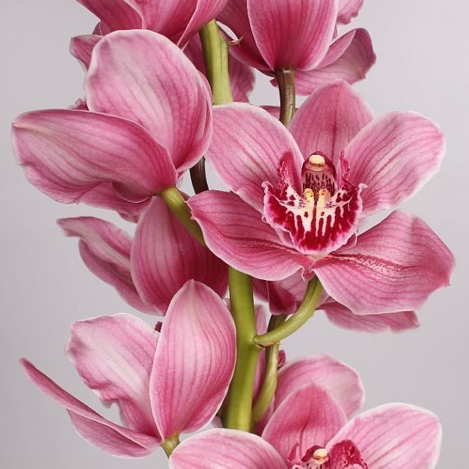 Cymbidium Orchid Monica
