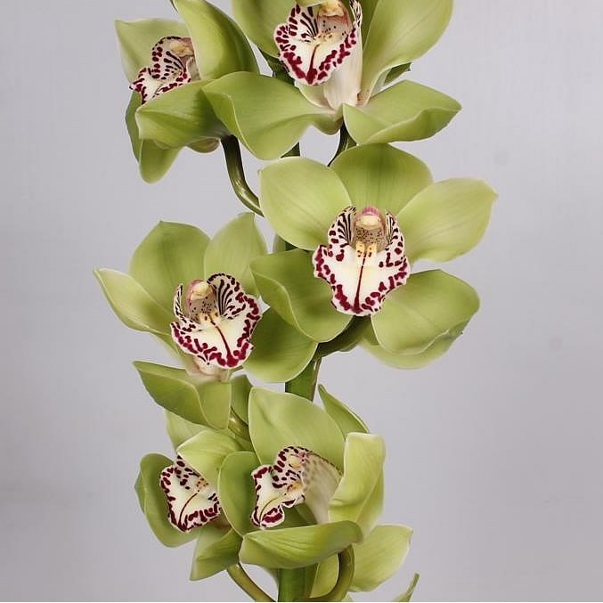 Cymbidium Orchid Mrs. Robin Hood