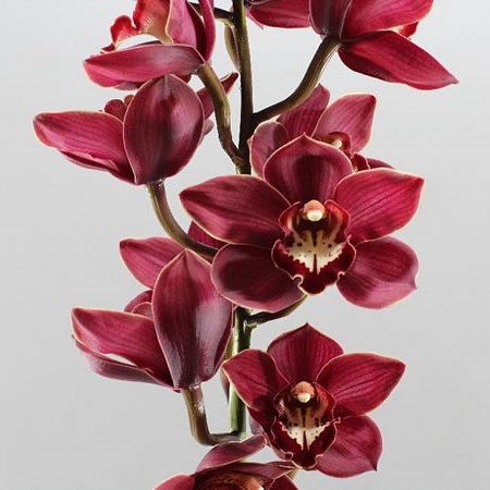 Cymbidium Orchid Priwine
