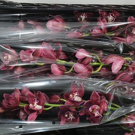 Cymbidium Orchid Red Kerby Merlot