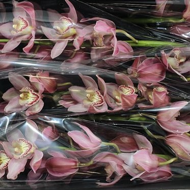 Cymbidium Orchid Reynella