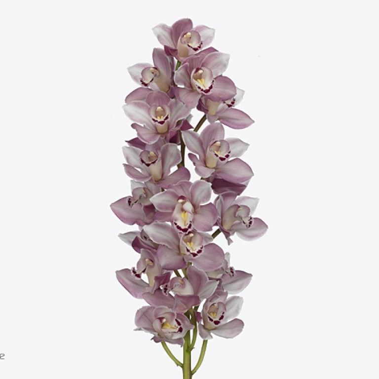Cymbidium Orchid Riaad