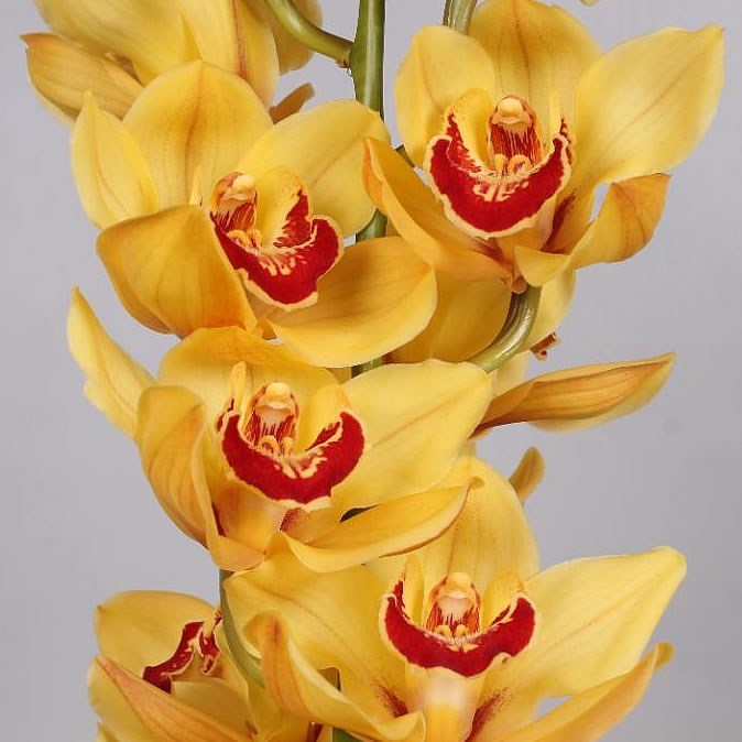 Cymbidium Orchid Rijsenhout
