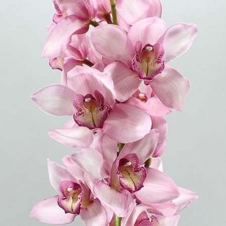 Cymbidium Orchid Rondo