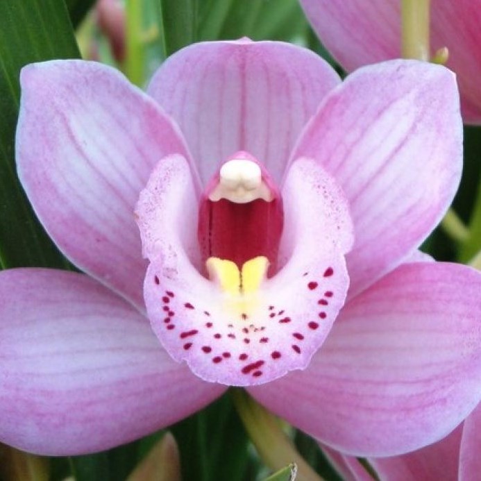 Cymbidium Orchid Rosanna Shaw