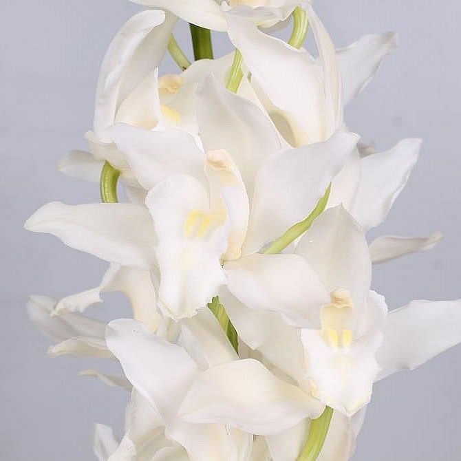 Cymbidium Orchid Snow Blossom