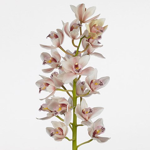 Cymbidium Orchid Superba