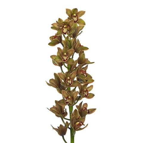 Cymbidium Orchid Teeflor