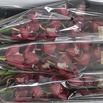 Cymbidium Orchid Vulcan
