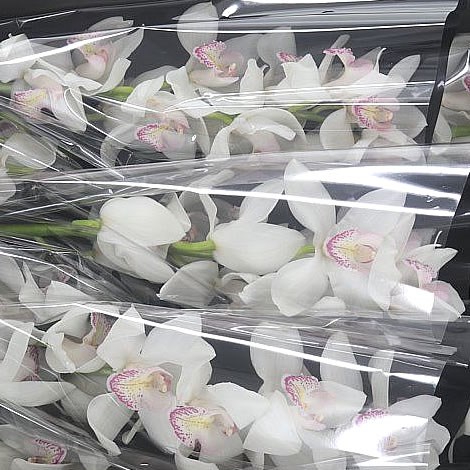 Cymbidium Orchid Winter Magic
