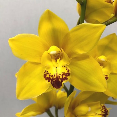 Cymbidium Orchid Wishflor