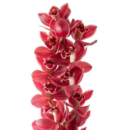 Cymbidium Orchid Yamaniflor