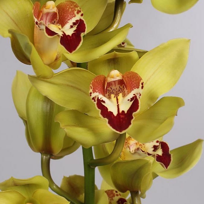 Cymbidium Orchid Yonina