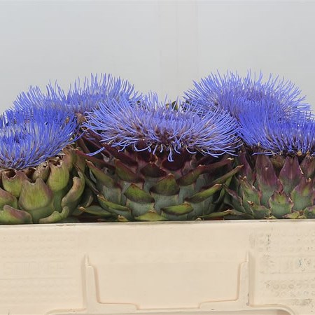 Cynara Artichoke Blooms