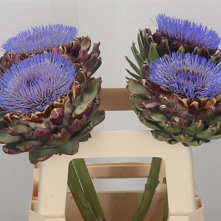 Cynara Artichoke Blooms