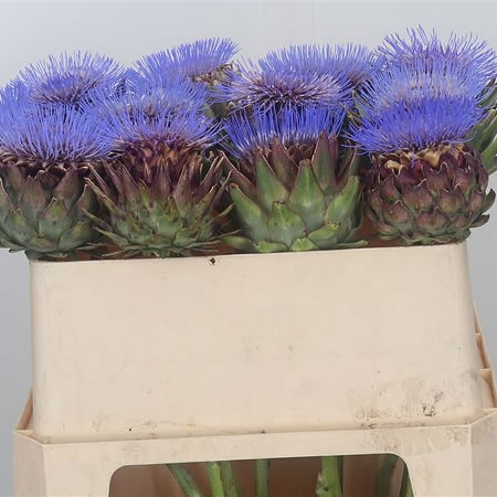 Cynara Artichoke Blooms