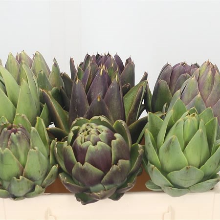 Cynara - Artichoke Heads