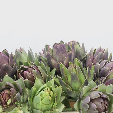 Cynara Artichokes