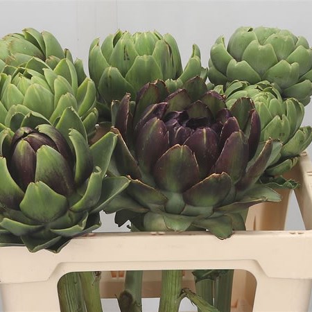 Cynara Artichokes
