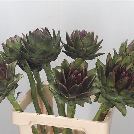 Cynara Artichokes