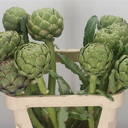 Cynara (Artichokes)