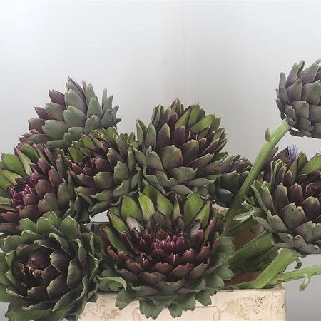 Cynara Cardunculus (Large)