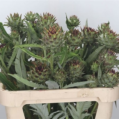 Cynara Cardunculus (Spray)