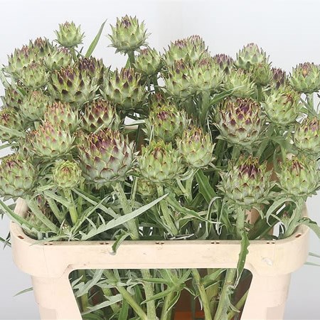 Cynara Cardunculus (Spray)