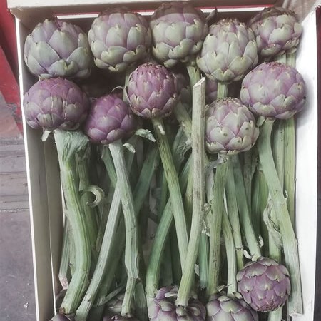 Cynara Concerto - Artichokes