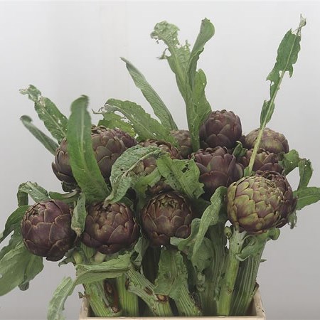 Cynara Concerto - Artichokes