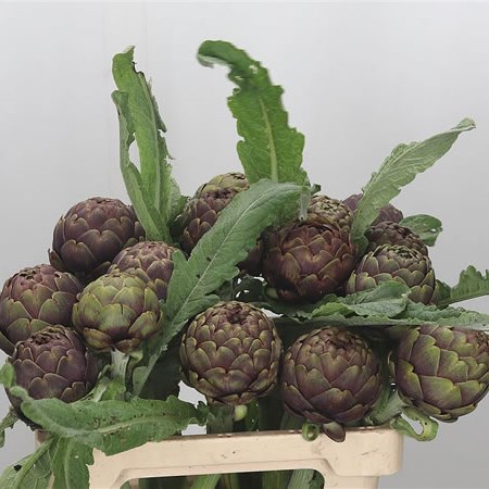 Cynara Concerto - Artichokes