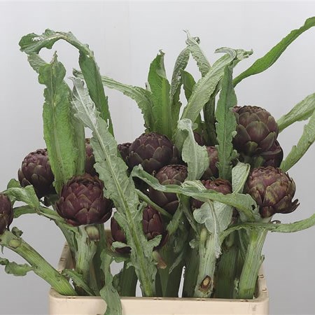 Cynara Concerto - Artichokes