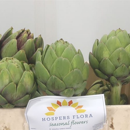 Cynara Green Globe