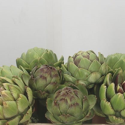 Cynara Green Globe