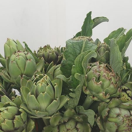 Cynara Green Globe