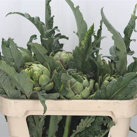 Cynara Green Globe