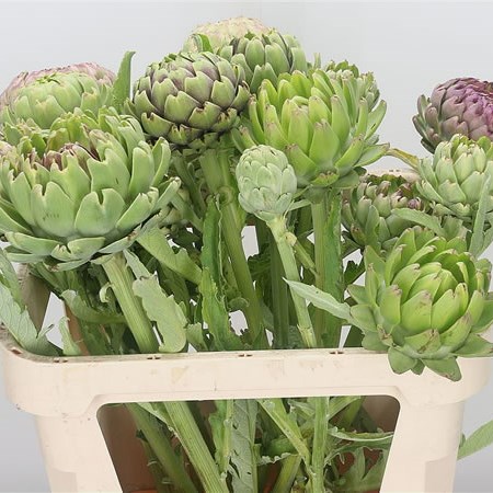Cynara Green Globe (Spray)